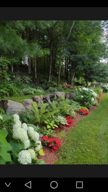 Beautifully maintained garden bed with stone wall, hydrangeas and ferns